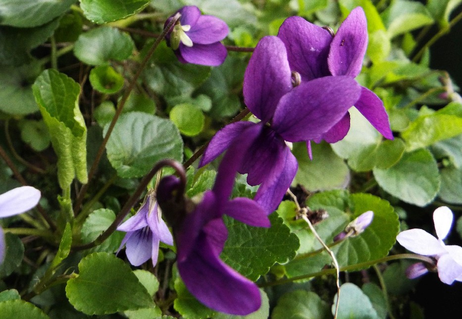 Sono tornate a fiorire le viole...Viola odorata e Viola reichenbachiana